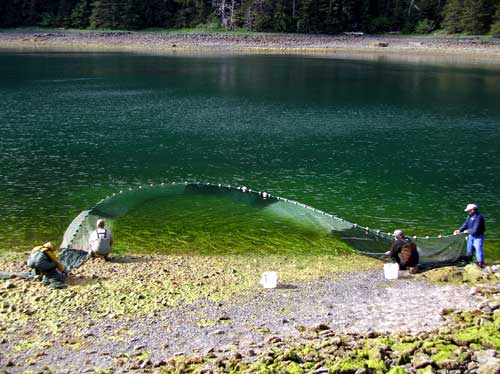 jpg Beach Seining