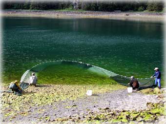 Nearshore Fish Atlas of Alaska