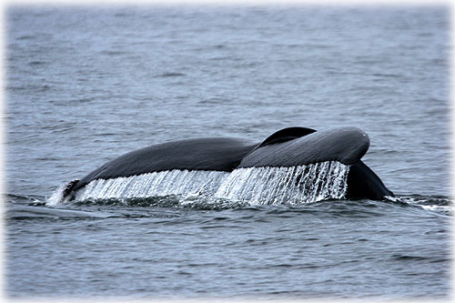 jpg Humpback Whale