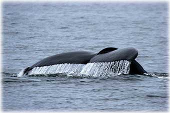 Humpback whales...