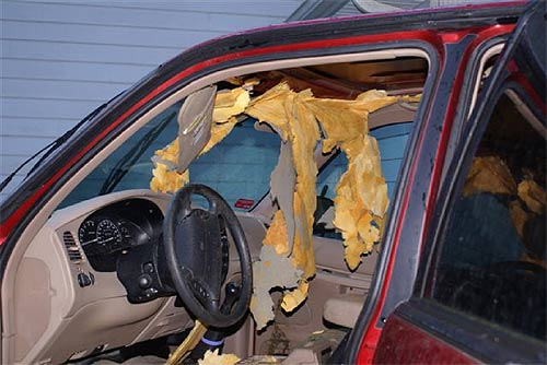 jpg bear damage to SUV