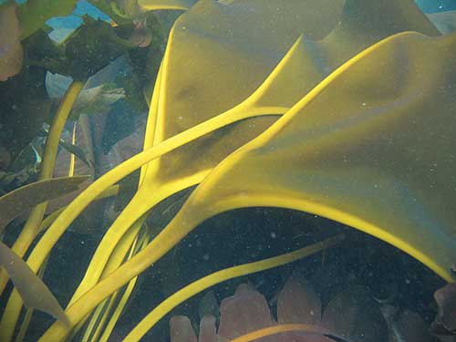 jpg new species of kelp