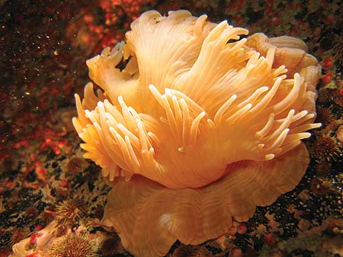 jpg new species of sea anemone
