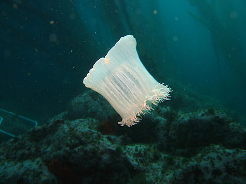 jpg new species of 'swimming' sea anemone
