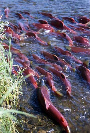 jpg Sockeye salmon