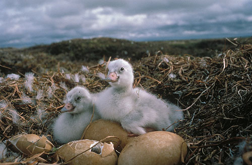 jpg swan, cygnets