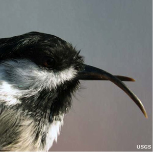 jpg Black-capped Chickadee