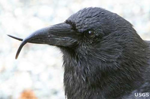 jpg Northwestern Crow