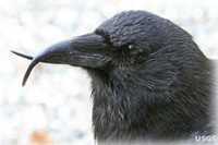 Deformed Beaks in Alaska May Signal a Greater Environmental Problem Say USGS