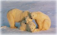 Final Designation of Polar Bear Critical Habitat Announced