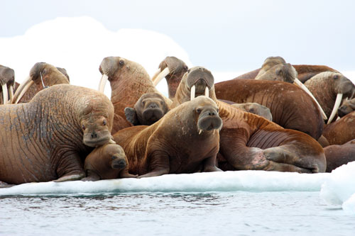 jpg Study Tracks Pacific Walrus, Observes Effects  of Arctic Sea Ice Loss on Behavior