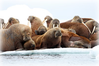 Study Tracks Pacific Walrus, Observes Effects of Arctic Sea Ice Loss on Behavior