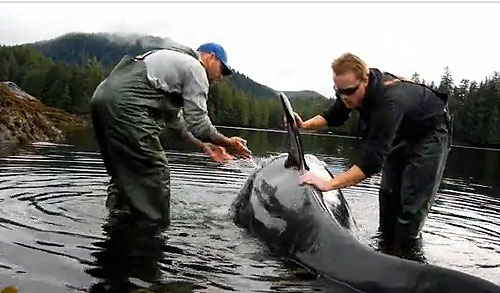 jpg Shrimpers Rescue Young Orca