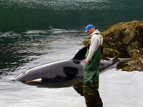 jpg Jason Vonick and the beached Killer Whale 