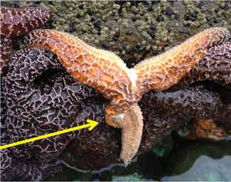 jpg Starfish Dying Due To 'Wasting Disease'