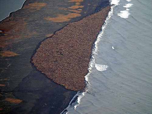jpg Approximately 35,000 walruses gather on the northwest coast of Alaska, near Point Lay, on Sept. 27, 2014.