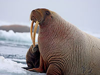 CONSERVATION GROUPS FILE LAWSUIT TO PROTECT WALRUSES FROM ARCTIC DRILLING 