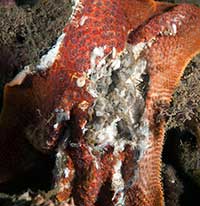 Top Suspect in Devastating Sea Star Wasting Disease Identified