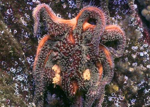 jpg Top Suspect in Devastating Sea Star Wasting Disease Identified