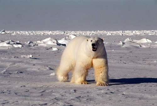jpg Southern Beaufort Sea Polar Bear Population Declined in the 2000s