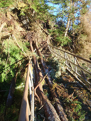 jpg Wind Damages Naha River National Recreation Trail 