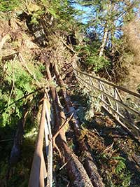 Wind Damages Naha River National Recreation Trail