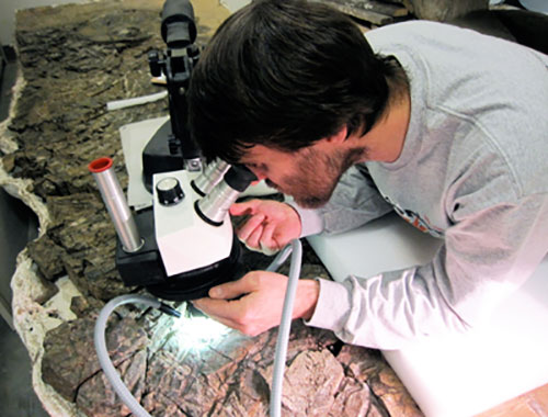 jpg UA Museum of the North's earth sciences curator Pat Druckenmiller examines the gut content of the first ichthyosaur discovered in Alaska, part of the museum’s collection.