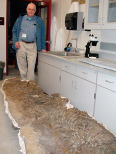 jpg Scientists confirm identity of Alaska’s first ichthyosaur