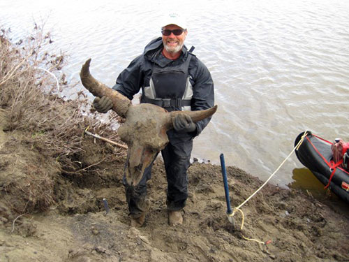 jpg University of Alaska Fairbanks researcher Daniel Mann holds a steppe bison skull from the last ice age 