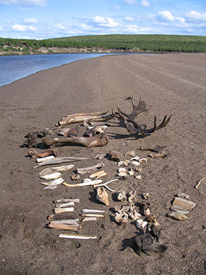 jpg The moose antlers pictured date to 12,000 years ago.