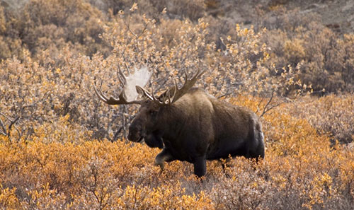 jpg Shrubs on warming North Slope attract moose, hares 