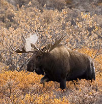 Shrubs on warming North Slope attract moose, hares