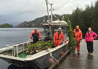 U.S. Capitol Christmas tree is the first to come from Alaska; Companion Trees From Tongass 