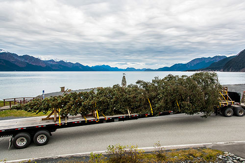 jpg The tree leaving the Chugach National Forest, followed by a caravan of caretakers