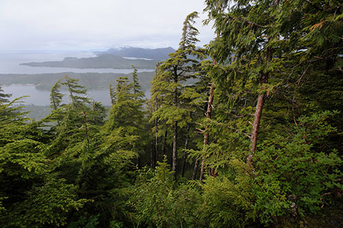 Tongass National Forest Draft Land Management Plan Amendment 
Available for Public Comment 