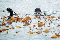 Sitka Sound abalone and kelp: Looking for answers; Discussions to expand research to an area near Ketchikan