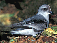 Why do seabirds eat plastic?