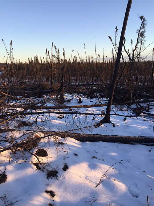 jgp Wildfire-killed trees, such as these near Nulato in western Interior Alaska, block trails when they fall, a climate change-related challenge for trappers.