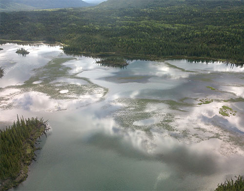 jpg quatic plants, spreading in a warming climate, can impede boats in lakes such as this one near Tok in eastern Interior Alaska.