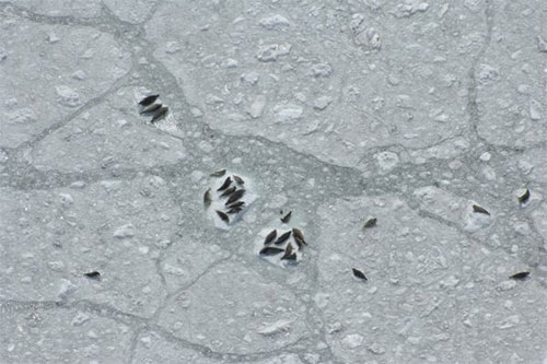 jpg Harbor seals occupy icebergs surrounded by brash ice in Johns Hopkins Inlet, a fjord in Glacier Bay National Park and Preserve.