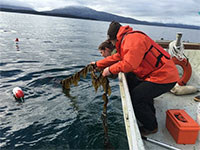 Professor studies seaweed aquaculture