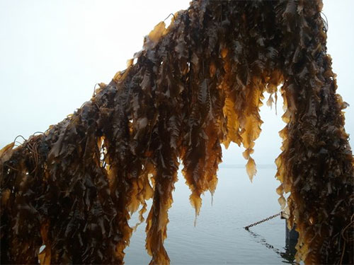 jpg These kelp were planted experimentally on a longline on a mussel raft to see how they would grow.