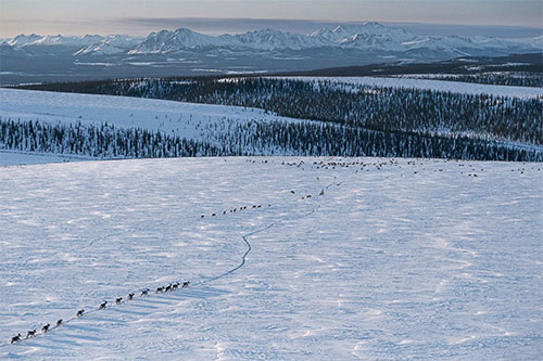 jpg The Porcupine caribou herd returns to the Arctic Refuge during their annual migration. The refuge coastal plain is important to calving success and calf survival; there are fewer predators there than in the nearby foothills and mountains, as well as abundant plants for hungry new mother