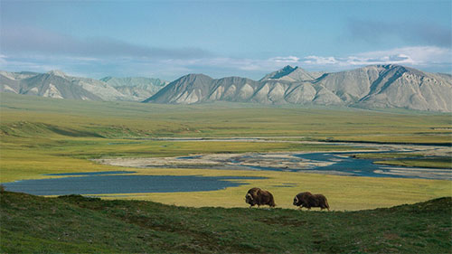jpg Musk oxen have been around since the Pleistocene era; along with caribou, they are the only hoofed animals that survived the end of that era (10,000 years ago). 