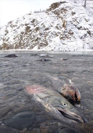 jpg Salmon complete 1,000-mile journey, and life