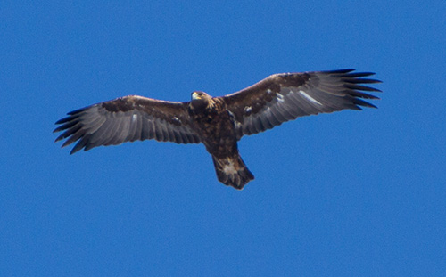 jpg Weather reroutes golden eagle migration in Alaska