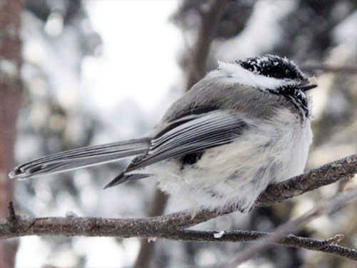 jpg Alaska chickadees are brainy birds