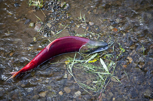 jpg Sockeye carcasses tossed on shore over two decades spur tree growth