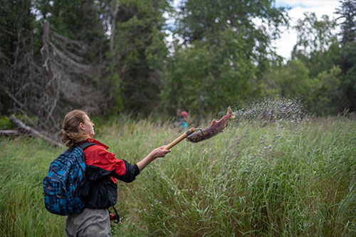 jpg Kyla Bivens, an undergraduate student in the UW School of Aquatic and Fishery Sciences, uses a hooked pole to throw a dead sockeye salmon onto the bank of Hansen Creek in southwest Alaska in August 2018.