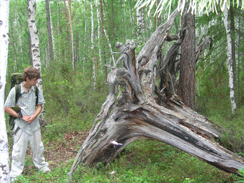 jpg Karel Kletetschka stands near a tree uprooted and tossed by a mystery explosion in Siberia in 1908. His father took this picture in 2008.